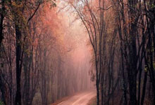 田径项目争奇斗艳，冠军誓言